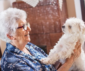 Transitioning to a Senior Home: What to Do with Your Beloved Pet?